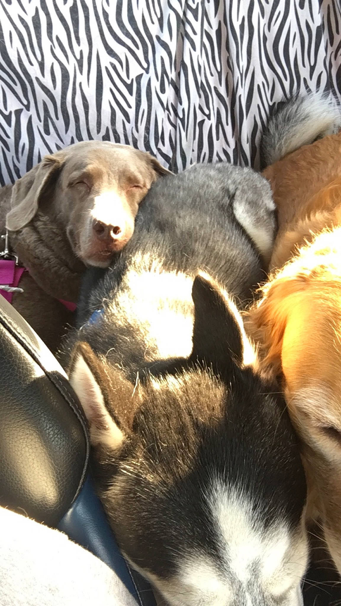 Chloe joined the competition — help win amazing prizes! canidae, carnivore, dog, dog_breed, labrador_husky, labrador_retriever, nose, puppy, snout, sporting_group