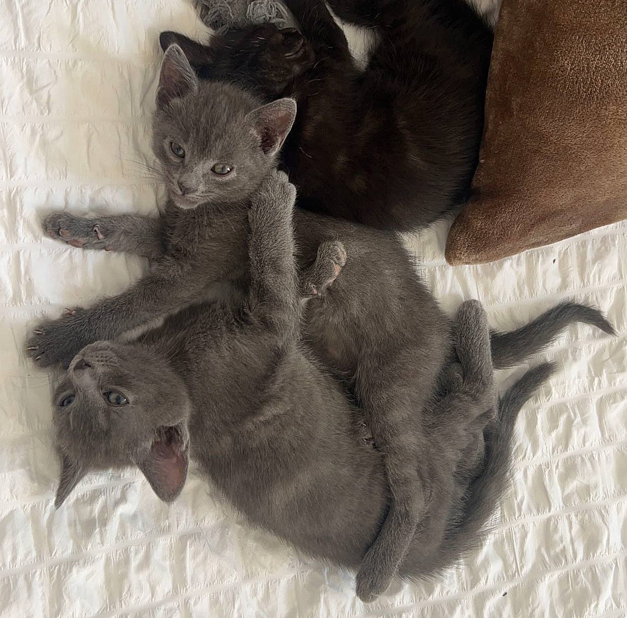 Grisou a rejoint le concours — aidez-le/la à gagner de superbes lots ! carnivore, cat, comfort, domestic_short_haired_cat, felidae, fur, grey, paw, russian_blue, small_to_medium_sized_cats, snout, tail, terrestrial_animal, whiskers