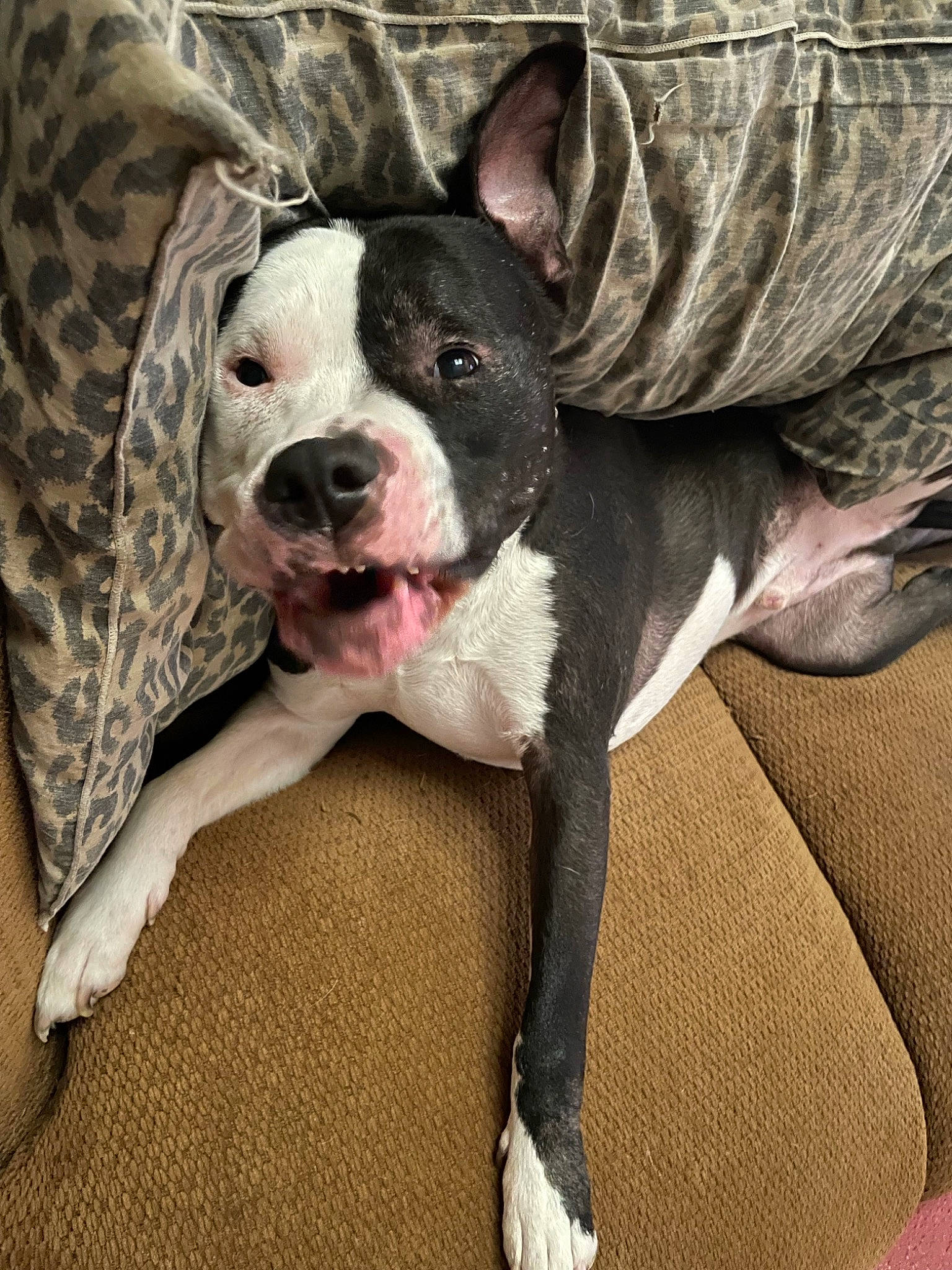 Angus joined the competition — help win amazing prizes! boston_terrier, canidae, carnivore, collar, comfort, companion_dog, dog, dog_breed, dog_collar, ear, fawn, fur, grey, pattern, snout, sporting_group, terrestrial_animal, toy_dog, whiskers, working_animal