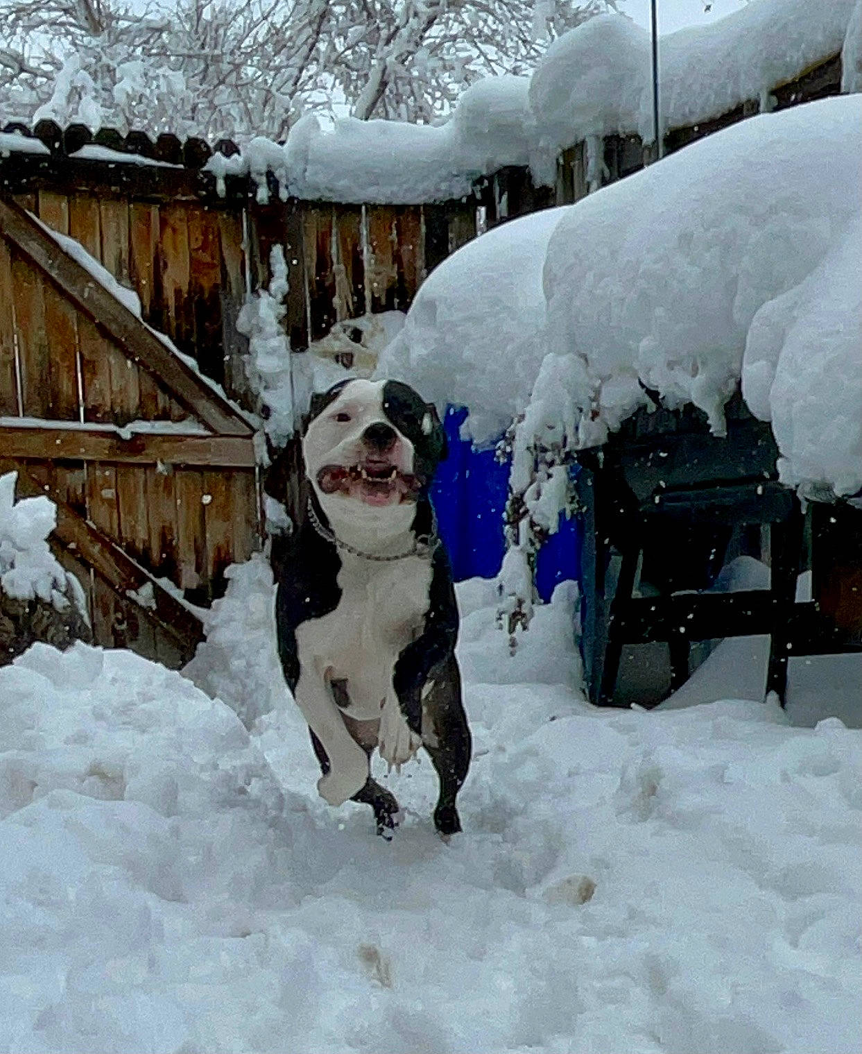 Angus is registered to the contest to win money with this photo: automotive_exterior, automotive_tire, carnivore, collar, companion_dog, dog, dog_breed, dog_collar, event, freezing, geological_phenomenon, leash, motor_vehicle, precipitation, recreation, snow, sporting_group, vehicle, winter, working_animal