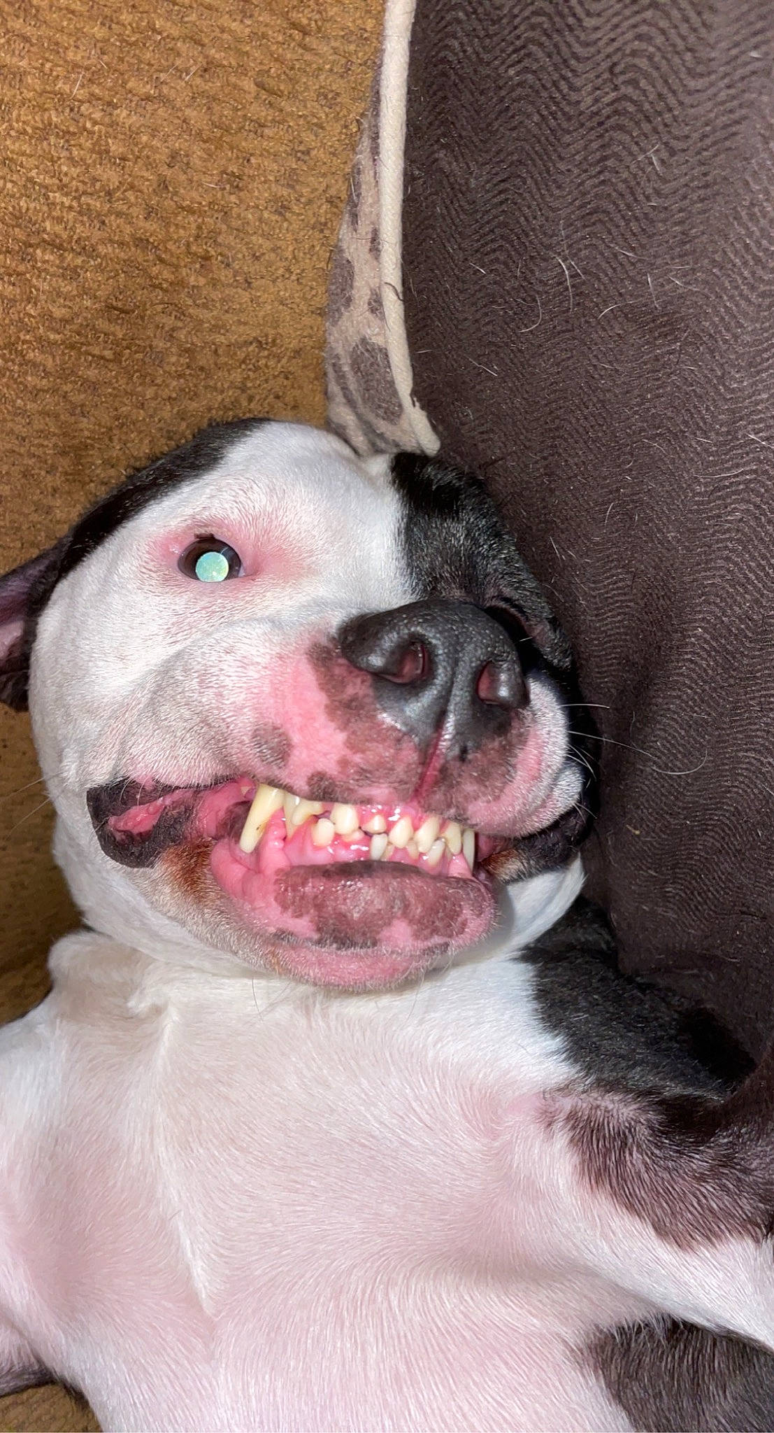 Angus joined the competition — help win amazing prizes! boston_terrier, bulldog, canidae, carnivore, close_up, collar, companion_dog, dog, dog_breed, dog_collar, ear, fang, fawn, fur, molosser, snout, sporting_group, terrestrial_animal, whiskers, working_animal