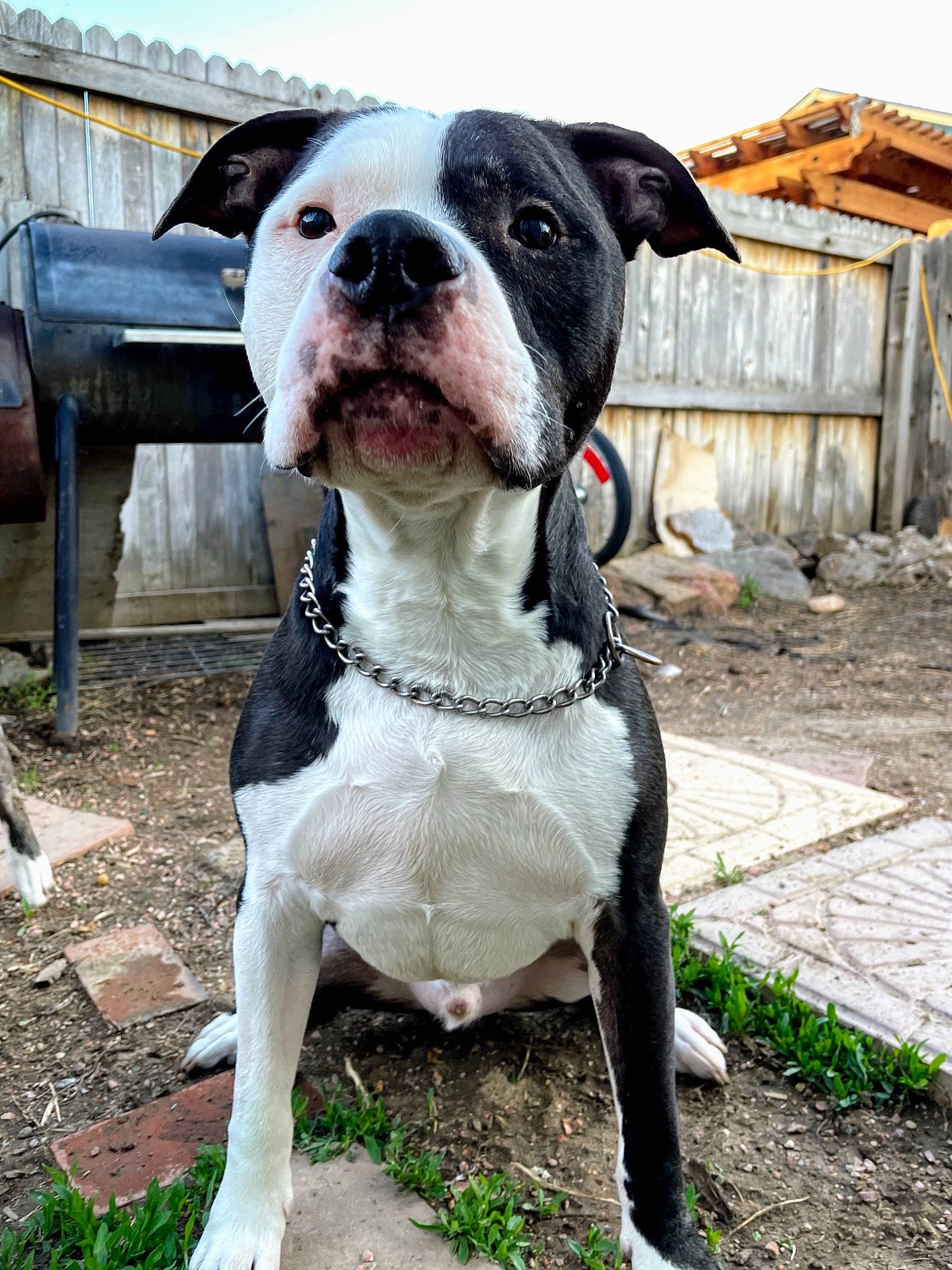 Angus is registered to the contest to win money with this photo: canidae, carnivore, cloud, collar, companion_dog, dog, dog_breed, dog_collar, dog_supply, fawn, fur, grass, leash, non_sporting_group, sky, snout, sporting_group, window, working_animal, working_dog