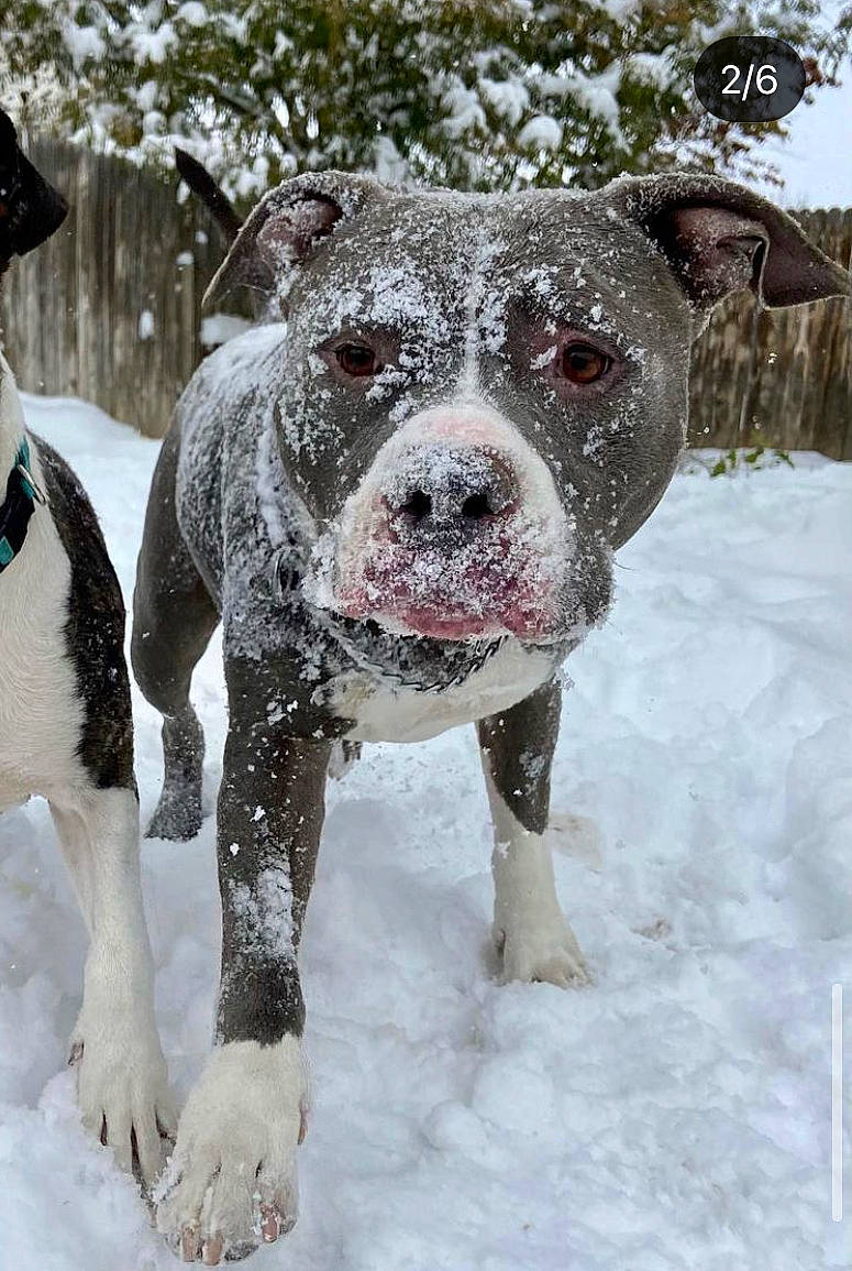 Knuckles is registered to the contest to win money with this photo: canidae, carnivore, collar, companion_dog, dog, dog_breed, dog_collar, fawn, freezing, fur, hat, mammal, non_sporting_group, precipitation, snout, snow, sporting_group, sun_hat, winter, working_dog