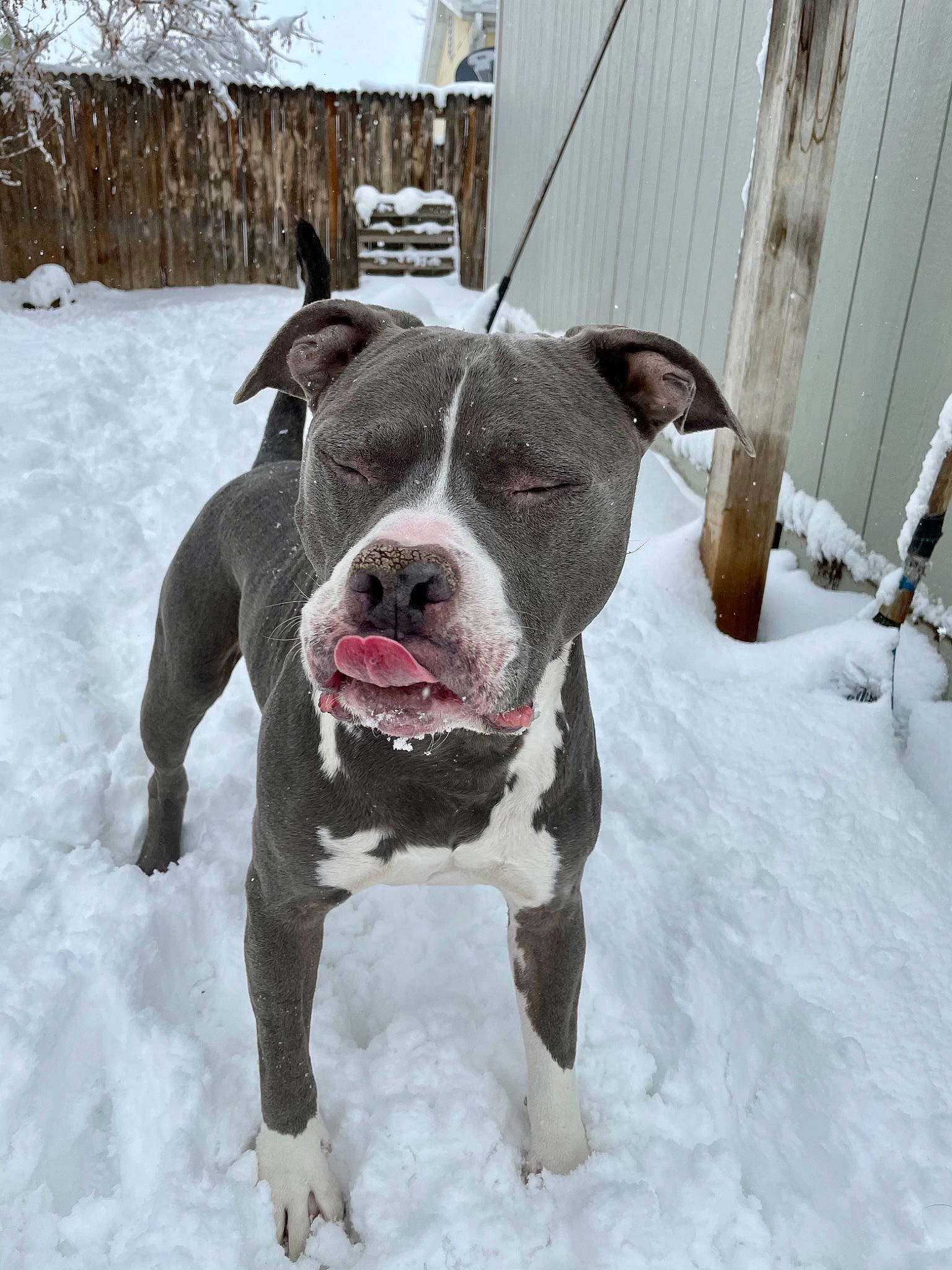 Knuckles is registered to the contest to win money with this photo: canidae, carnivore, collar, companion_dog, dog, dog_breed, dog_collar, dog_supply, fawn, fence, freezing, non_sporting_group, precipitation, snout, snow, sporting_group, whiskers, winter, working_animal, working_dog