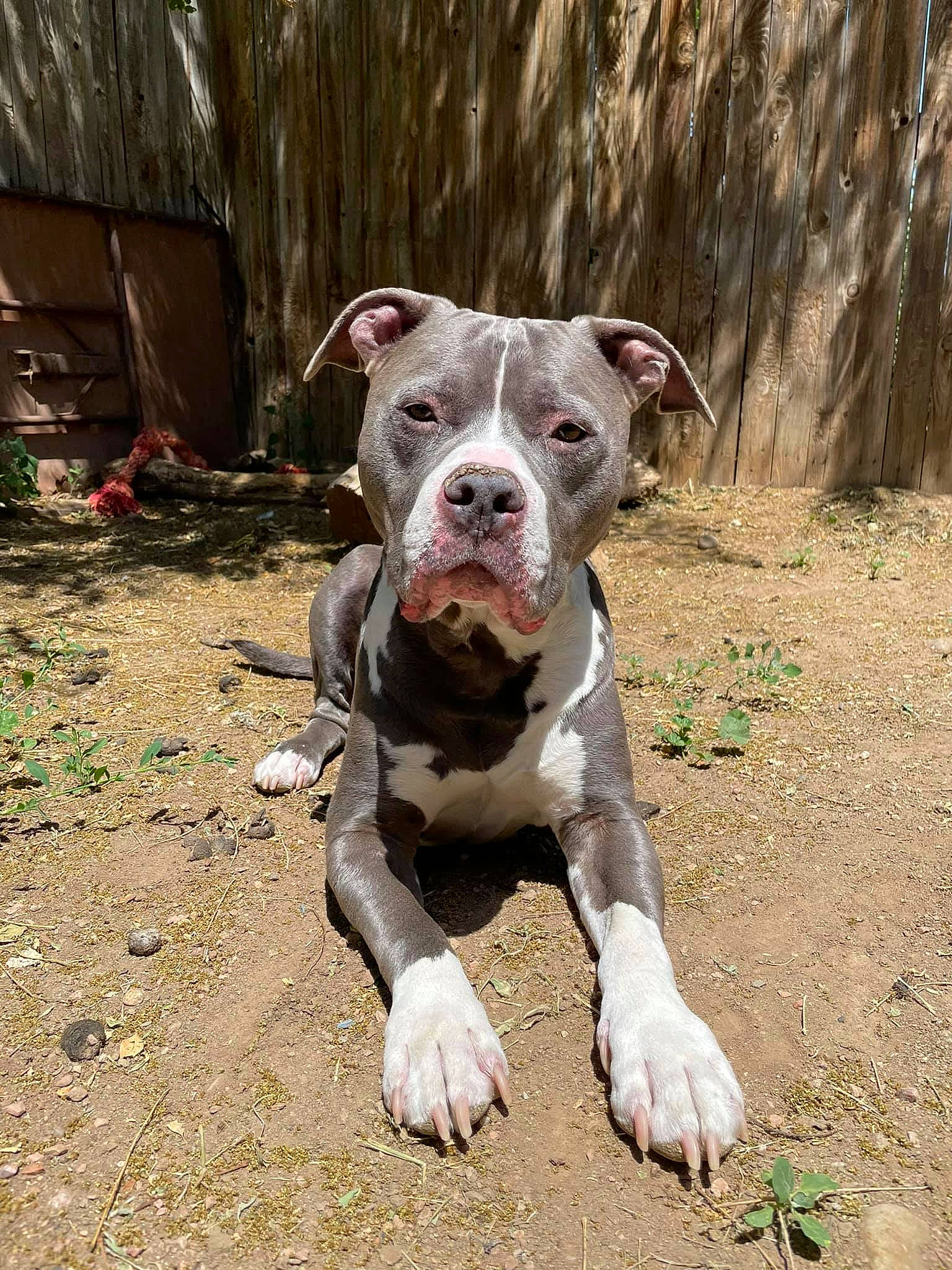 Knuckles is registered to the contest to win money with this photo: canidae, carnivore, companion_dog, dog, dog_breed, dog_collar, fawn, grass, hunting_dog, molosser, non_sporting_group, plant, snout, soil, sporting_group, terrestrial_animal, whiskers, working_animal, working_dog