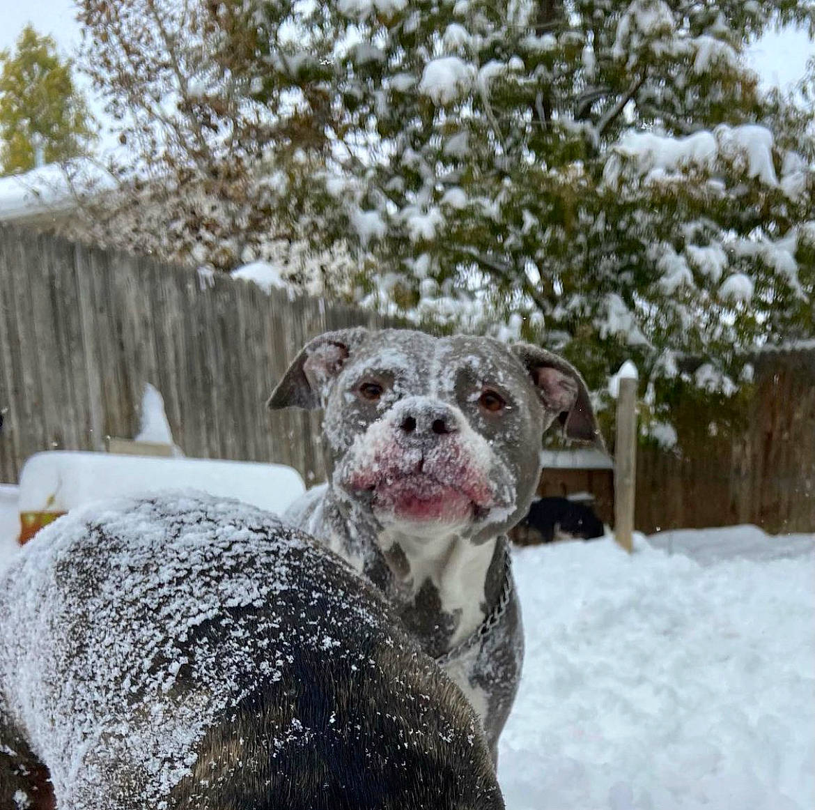 Knuckles is registered to the contest to win money with this photo: art, carnivore, dog_breed, fawn, felidae, fence, freezing, frost, fur, grass, plant, precipitation, snow, sporting_group, tail, terrestrial_animal, tree, twig, whiskers, winter