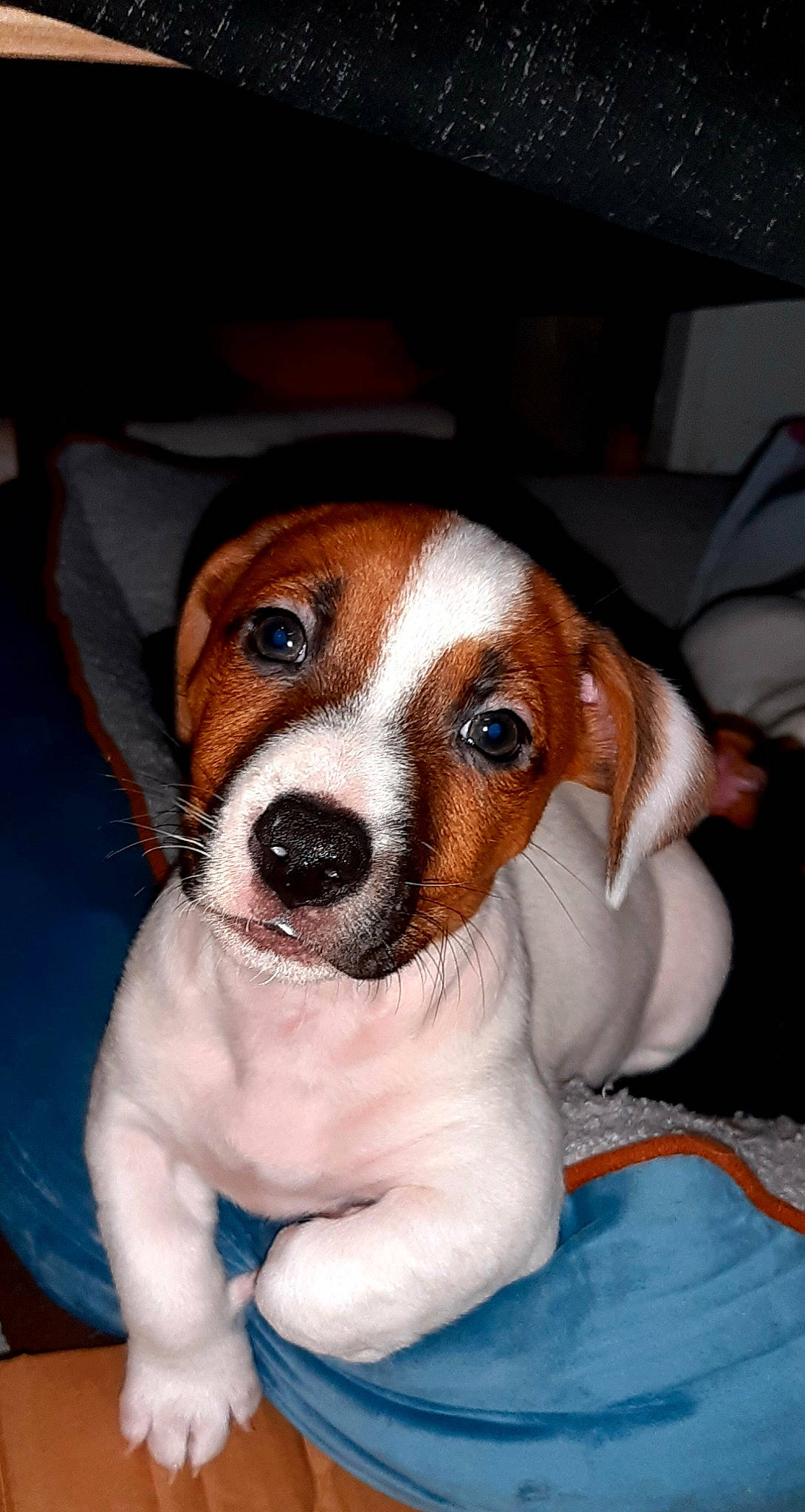 Zeus a rejoint le concours — aidez-le/la à gagner de superbes lots ! beagle, beaglier, canidae, carnivore, companion_dog, dog, dog_breed, fawn, finnish_hound, fur, head, hound, irishjacks, puppy, puppy_love, scent_hound, snout, sporting_group, whiskers, working_animal