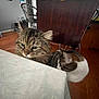 Dumpling joined the competition — help win amazing prizes! cat, tabby_cat, striped_cat, table, tablecloth, wooden_floor, chair, home_interior, curious, pets, feline, domestic_animal, indoor, furniture, two_cats, close_up, flooring, household, wood, animal