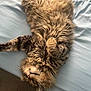 Dumpling is registered to the contest to win money with this photo: cat, fluffy, bed, upside_down, fur, whiskers, relaxed, pet, animal, cute, domestic, sleepy, tabby, indoor, soft, cozy, paws, resting, feline, mammal