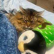 Dumpling joined the competition — help win amazing prizes! cat, tabby, fluffy, sleeping, blanket, plush, penguin, stuffed_animal, blue, green, bedroom, cozy, resting, pet, cute, soft, indoors, comfort, pillow, animal