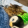 cat, tabby, fluffy, sleeping, blanket, plush, penguin, stuffed_animal, blue, green, bedroom, cozy, resting, pet, cute, soft, indoors, comfort, pillow, animal