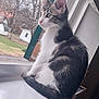 cat, kitten, tabby, windowsill, indoor, pet, animal, furry, whiskers, curious, young, side_view, house, window, nature, outdoor_view, leafless_trees, quiet, daylight, white_paws