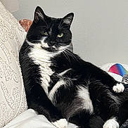 Kiki is registered to the contest to win money with this photo: cat, tuxedo_cat, black_and_white, pet, animal, indoor, couch, relaxed, feline, whiskers, paw, fur, resting, home, domestic, cute, mammal, portrait, sitting, cozy