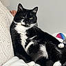 cat, tuxedo_cat, black_and_white, pet, animal, indoor, couch, relaxed, feline, whiskers, paw, fur, resting, home, domestic, cute, mammal, portrait, sitting, cozy