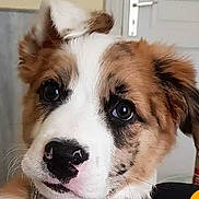 Tyson participe au concours pour gagner de l'argent avec cette photo : ancient_dog_breeds, canidae, carnivore, companion_dog, dog, dog_breed, door, eye, fawn, fur, head, puppy, snout, sporting_group, toy_dog, vehicle, whiskers, working_animal, working_dog