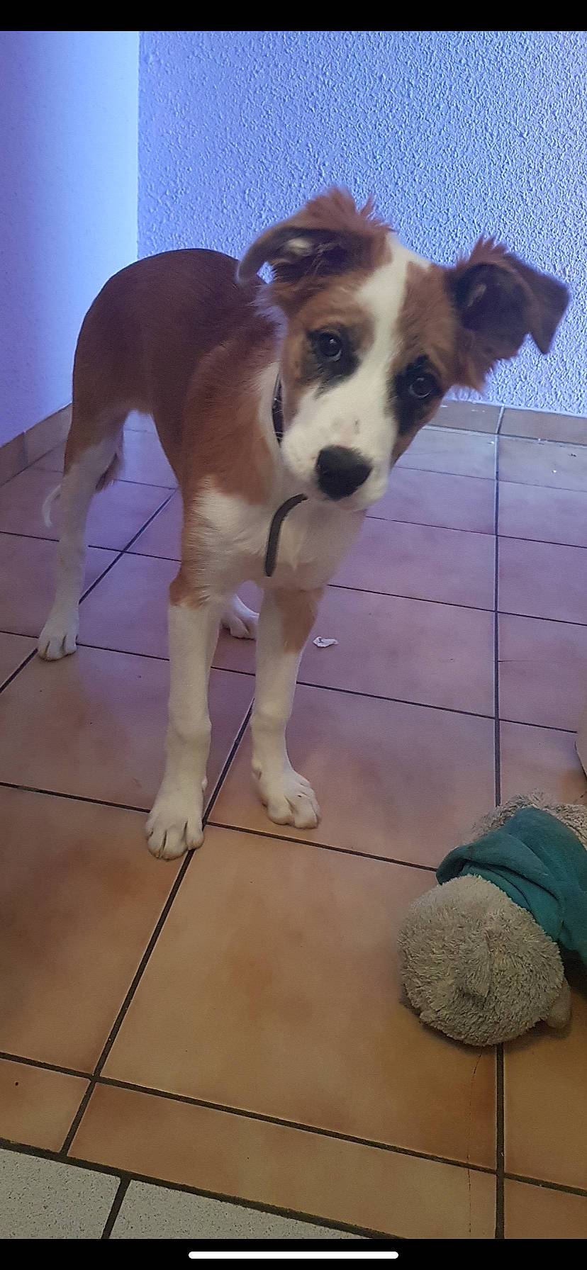 Tyson a rejoint le concours — aidez-le/la à gagner de superbes lots ! canidae, carnivore, companion_dog, dog, dog_breed, fawn, harrier, mammal, rare_breed_dog, snout, sporting_group, street_dog, vertebrate