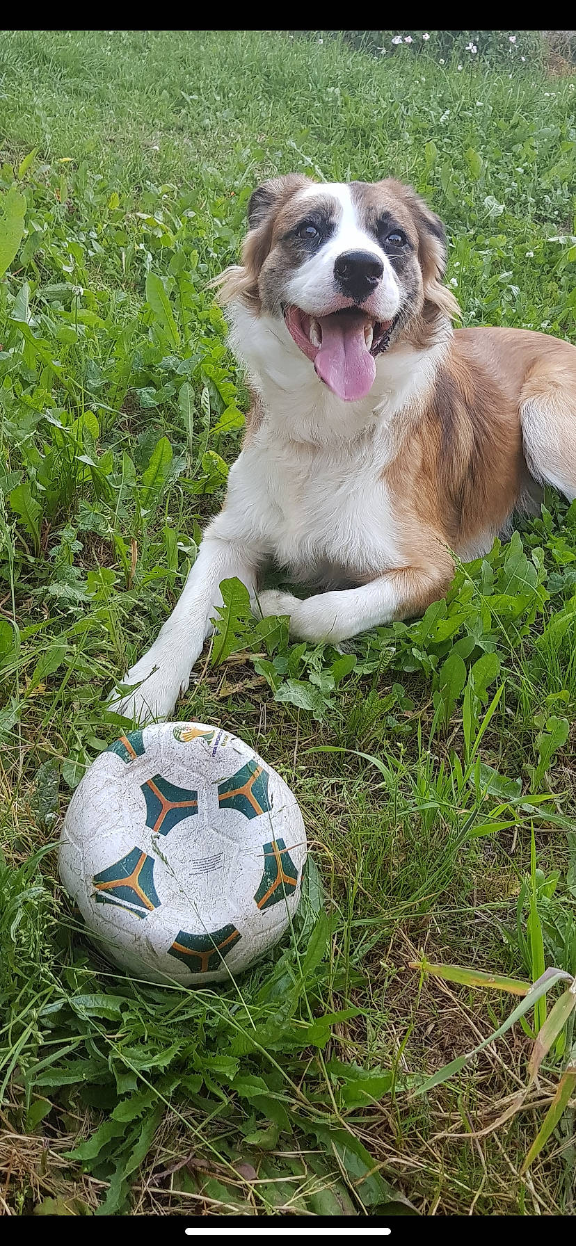 Tyson a rejoint le concours — aidez-le/la à gagner de superbes lots ! australian_shepherd, ball, canidae, carnivore, companion_dog, dog, dog_breed, football, grass, moscow_watchdog, play, rare_breed_dog, soccer_ball, sporting_group, sports_equipment, working_dog