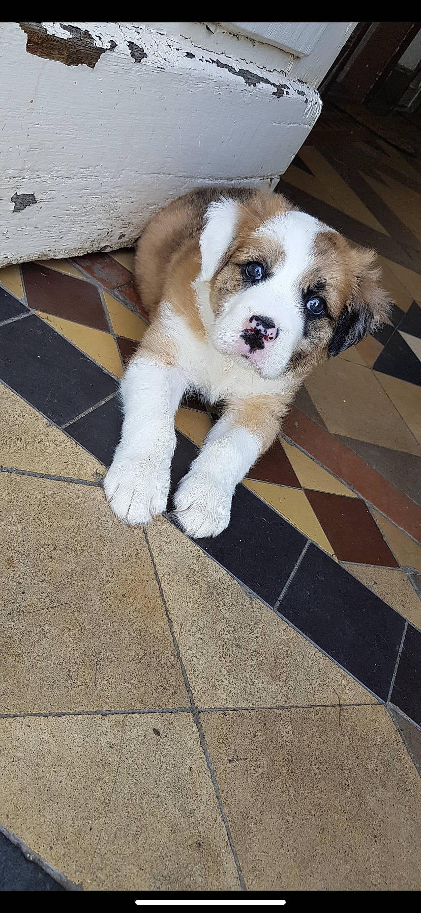 Tyson a rejoint le concours — aidez-le/la à gagner de superbes lots ! ancient_dog_breeds, canidae, carnivore, companion_dog, dog, dog_breed, fawn, mammal, moscow_watchdog, mucuchies, puppy, rafeiro_do_alentejo, rare_breed_dog, sporting_group, st_bernard, vertebrate, working_dog