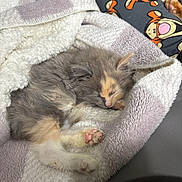 Pixie is registered to the contest to win money with this photo: kitten, cat, sleeping, blanket, paw, pink_paws, fur, cozy, towel, bed, nap, domestic_cat, close_up, pet, indoor, soft_texture, whiskers, pajamas, cartoon_pattern, blanket_edge