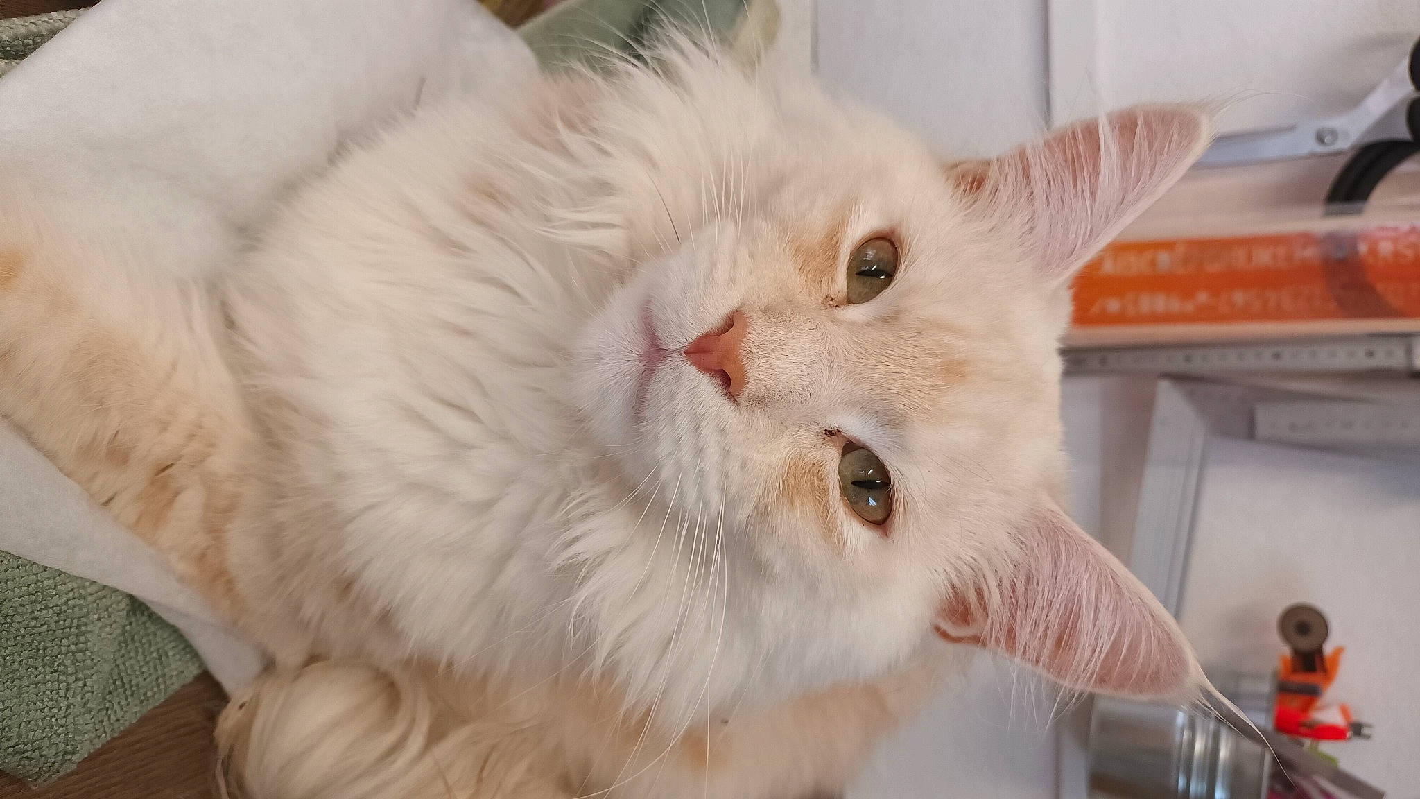 Christian a rejoint le concours — aidez-le/la à gagner de superbes lots ! carnivore, cat, claw, comfort, domestic_short_haired_cat, eye, fawn, felidae, fur, paw, small_to_medium_sized_cats, snout, tail, whiskers