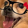 Drummer joined the competition — help win amazing prizes! animal, canine, close_up, companion, cute, digital_filter, dog, expression, face, fun, fur, glasses_filter, happy, indoors, mouth_open, pet, playful, red_bow, smiling, tongue_out