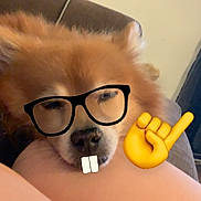 Drummer joined the competition — help win amazing prizes! brown_fur, closeup, couch, cute, digital_overlay, dog, emoji, face, fluffy, funny, glasses, indoor, leg, person, pet, pointing_finger, relaxed, resting, sticker, teeth