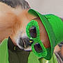 Drummer is registered to the contest to win money with this photo: accessories, adorable, animal, canine, closeup, costume, cozy, cute, dog, funny, furry, green_hat, green_jacket, green_sunglasses, indoors, pet_fashion, playful, portrait, stylish, wearing_clothes