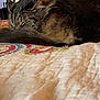 Pepper joined the competition — help win amazing prizes! cat, tabby, sleeping, bed, blanket, quilt, indoor, feline, fur, resting, cozy, pet, animal, domestic, curled_up, quiet, peaceful, home, textile, clothes