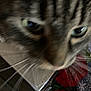 Pepper joined the competition — help win amazing prizes! cat, close_up, blurry, whiskers, green_eyes, flower, red_flower, patterned_fabric, pet, animal, curious, indoor, face, feline, soft_focus, texture, nose, head, colorful_background, domestic