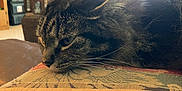 Pepper is registered to the contest to win money with this photo: cat, tabby, close_up, indoor, resting, furniture, fabric, pattern, whiskers, face, pet, animal, cozy, soft_lighting, home, relaxed, mammal, domestic_animal, side_view, cute