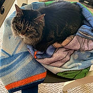 Pepper joined the competition — help win amazing prizes! cat, tabby_cat, blanket, chair, carpet, indoor, furniture, pet, animal, sleeping, resting, cozy, fur, striped, calm, relaxed, sunlight, home, domestic, two_cats