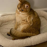 Misha is registered to the contest to win money with this photo: cat, fluffy, pet_bed, cozy, indoor, feline, relaxed, golden_brown, fur, animal, cute, domestic_cat, soft, pensive, resting, cute_pet, home, mammal, whiskers, tail