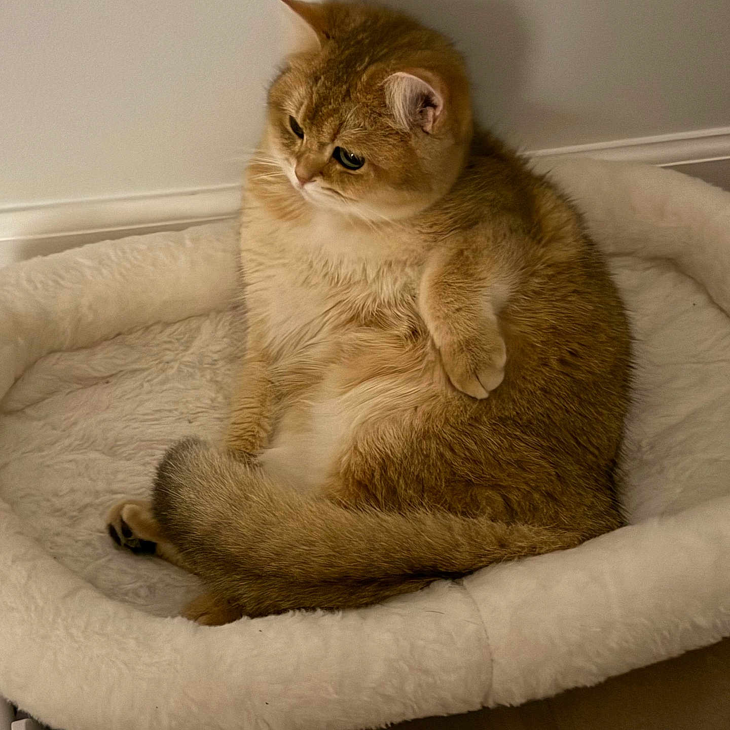 Misha is registered to the contest to win money with this photo: cat, fluffy, pet_bed, cozy, indoor, feline, relaxed, golden_brown, fur, animal, cute, domestic_cat, soft, pensive, resting, cute_pet, home, mammal, whiskers, tail