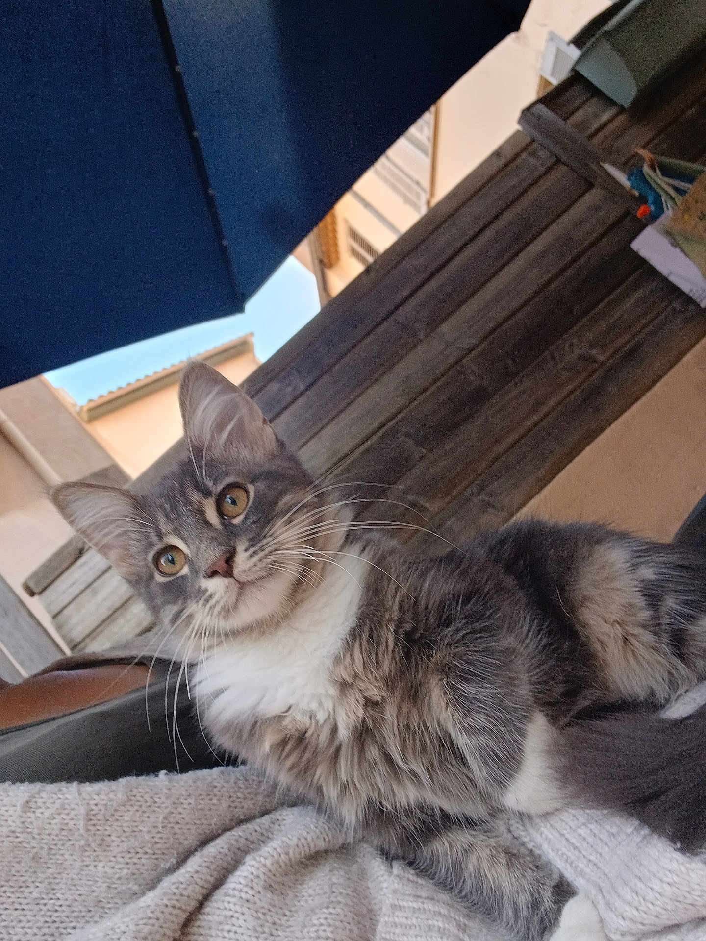 Tsuki participe au concours pour gagner de l'argent avec cette photo : cat, fluffy, gray, white, yellow_eyes, whiskers, outdoor, wooden_fence, umbrella, blanket, knit, cozy, pet, animal, relaxed, curious, portrait, feline, home, daylight