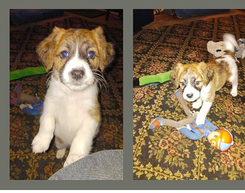 Bella joined the competition — help win amazing prizes! art, canidae, carnivore, companion_dog, dog, dog_breed, dog_clothes, dog_supply, fawn, felidae, fur, mammal, pet_supply, snout, sporting_group, tail, toy_dog, vertebrate, whiskers, working_animal