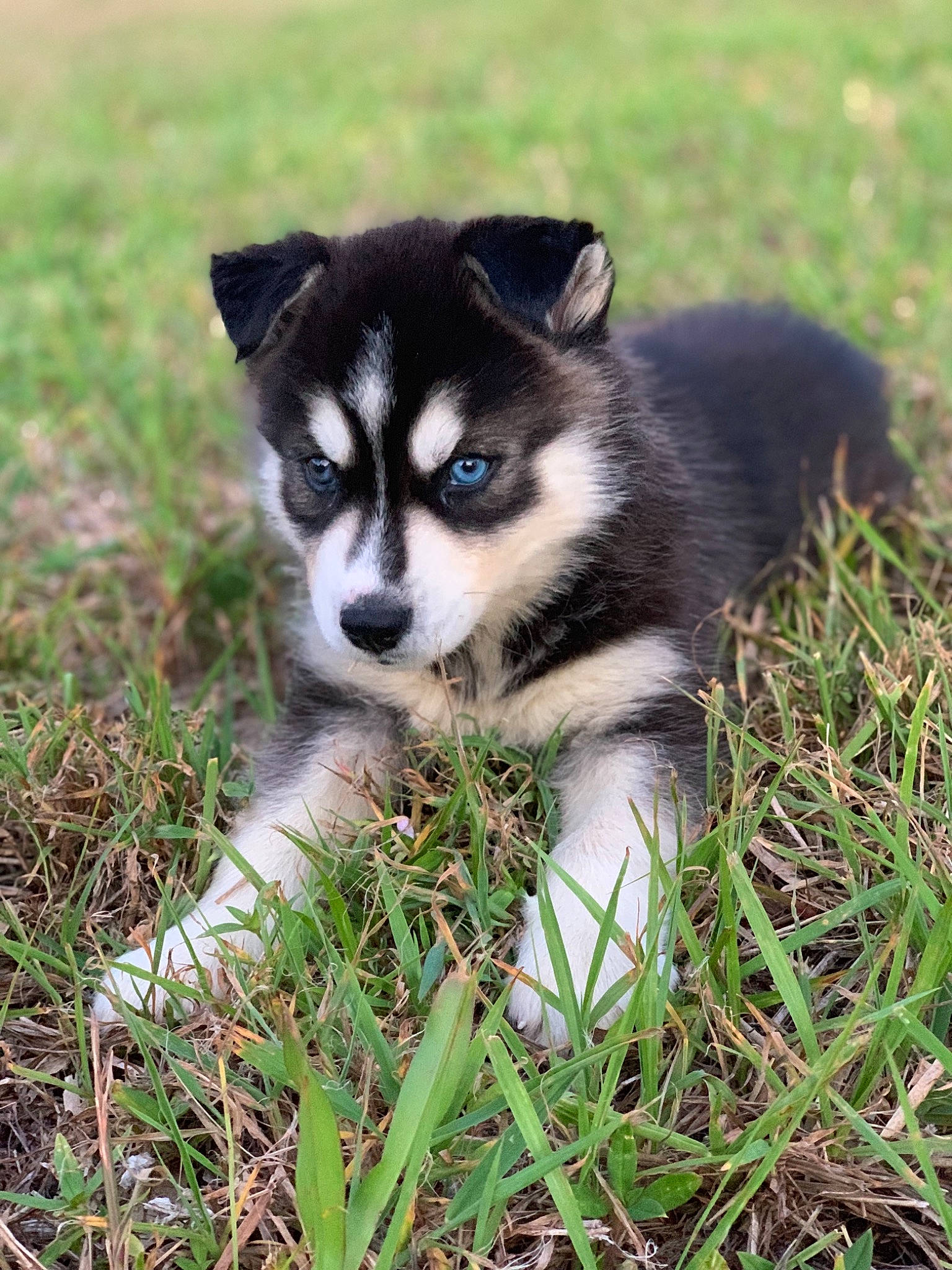 Sky is registered to the contest to win money with this photo: alaskan_klee_kai, alaskan_malamute, canadian_eskimo_dog, canidae, carnivore, dog, dog_breed, east_siberian_laika, grass, labrador_husky, mammal, miniature_siberian_husky, native_american_indian_dog, puppy, sakhalin_husky, seppala_siberian_sleddog, siberian_husky, sled_dog, vertebrate, wolfdog