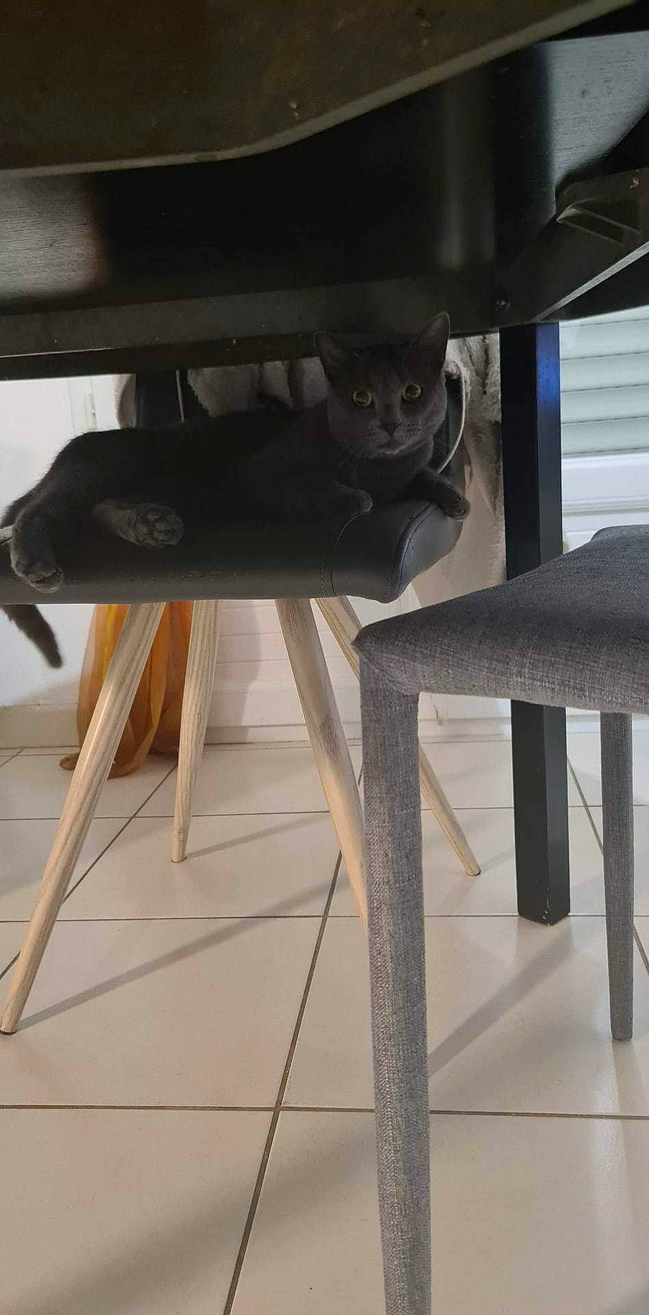 Nala participe au concours pour gagner de l'argent avec cette photo : auto_part, automotive_exterior, automotive_wheel_system, bar_stool, bumper, chair, desk, flooring, furniture, hardwood, metal, outdoor_table, plywood, room, shelving, stool, table, wood, wood_stain, writing_desk