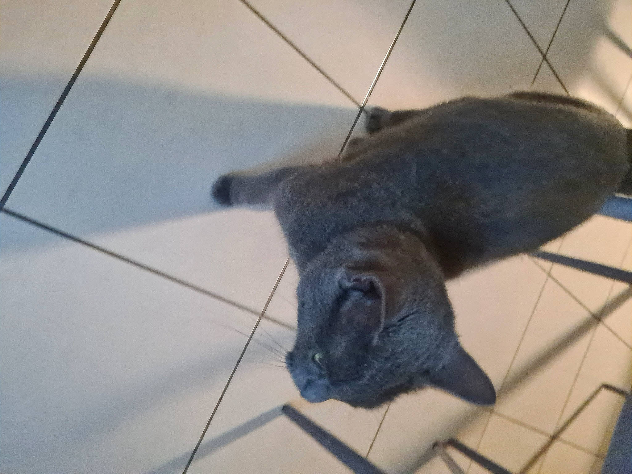 Nala a rejoint le concours — aidez-le/la à gagner de superbes lots ! claw, domestic_short_haired_cat, electric_blue, felidae, flooring, fur, hamster, mouse, muridae, muroidea, paw, pest, rim, rodent, small_to_medium_sized_cats, snout, tail, terrestrial_animal, whiskers, wood