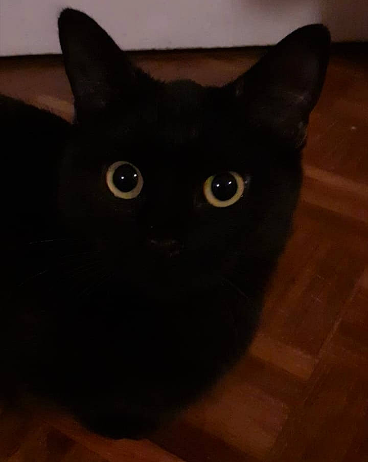 Brookie participe au concours pour gagner de l'argent avec cette photo : asian, black, black_cat, bombay, burmese, carnivore, cat, domestic_short_haired_cat, ear, eye, felidae, kitten, mammal, organ, sky, small_to_medium_sized_cats, snout, tail, whiskers