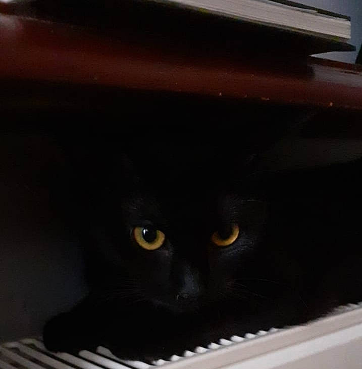 Brookie participe au concours pour gagner de l'argent avec cette photo : black, black_cat, carnivore, cat, digital_piano, electronic_device, electronic_instrument, felidae, keyboard, musical_keyboard, piano, small_to_medium_sized_cats, technology, whiskers