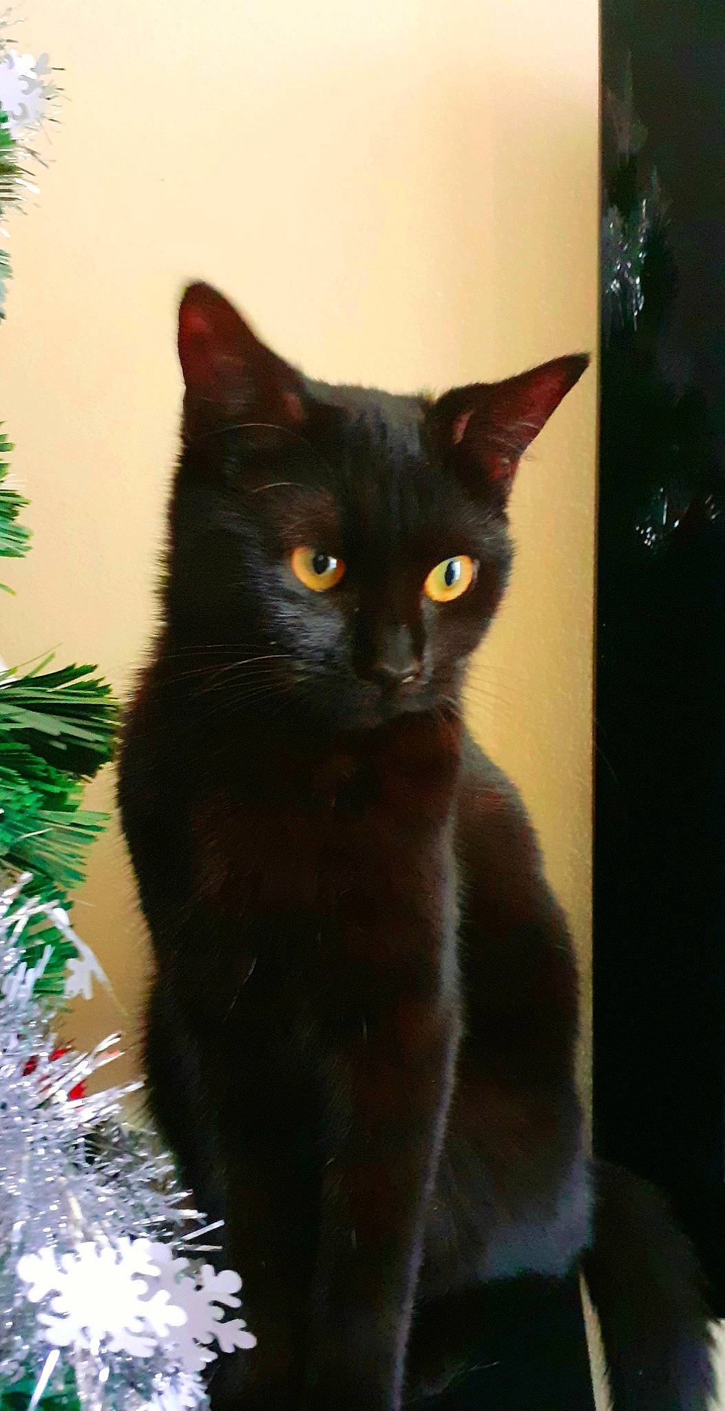 Brookie a rejoint le concours — aidez-le/la à gagner de superbes lots ! asian, black_cat, bombay, british_shorthair, burmese, carnivore, cat, chartreux, domestic_short_haired_cat, felidae, german_rex, kitten, korat, mammal, nebelung, small_to_medium_sized_cats, tail, vertebrate, whiskers