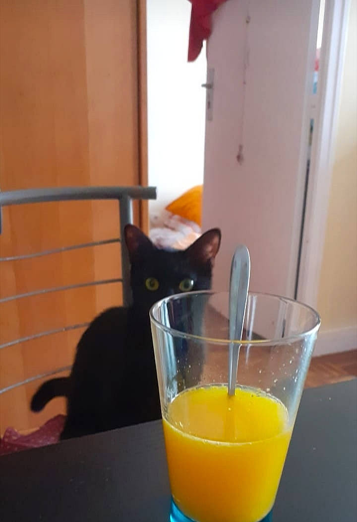 Brookie participe au concours pour gagner de l'argent avec cette photo : agua_de_valencia, cat, drink, felidae, food, grapefruit_juice, harvey_wallbanger, juice, mimosa, orange, orange_drink, orange_juice, room, small_to_medium_sized_cats, smoothie