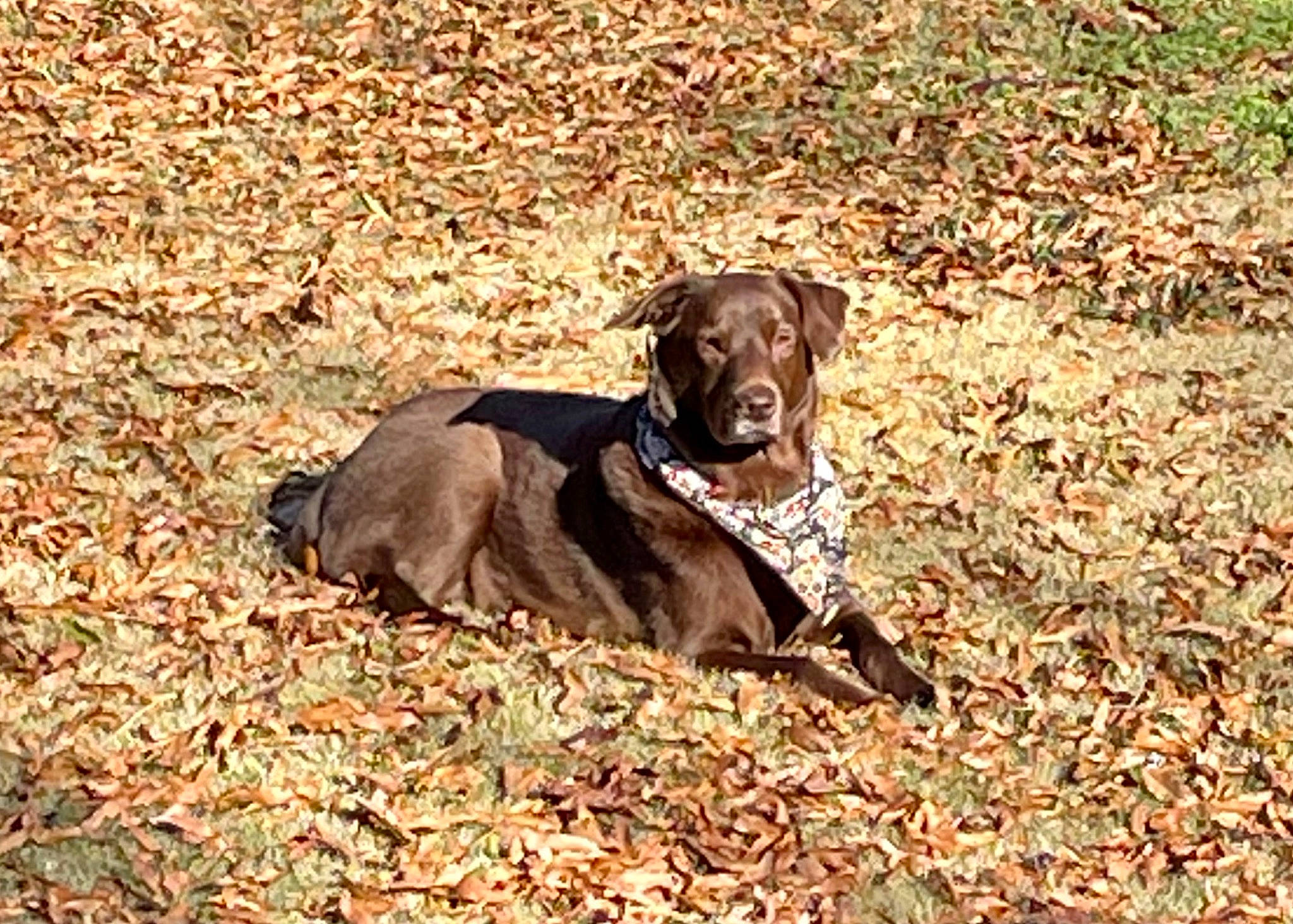 Tyson is registered to the contest to win money with this photo: autumn, borador, canidae, carnivore, collar, companion_dog, dog, dog_breed, dog_collar, fawn, grass, gun_dog, liver, plant, soil, sporting_group, tail, terrestrial_animal, tree, working_animal