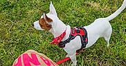 Ahs participe au concours pour gagner de l'argent avec cette photo : alert, animal, bandana, brown_patch, burlap_bag, canine, daylight, dog, grass, green_grass, harness, leash, nature, outdoor, pet, pink_text, side_view, small_dog, walking, white_dog