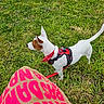alert, animal, bandana, brown_patch, burlap_bag, canine, daylight, dog, grass, green_grass, harness, leash, nature, outdoor, pet, pink_text, side_view, small_dog, walking, white_dog