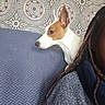 Ahs a rejoint le concours — aidez-le/la à gagner de superbes lots ! alert, animal, blue_surface, braided_hair, brown_and_white, canine, companion, decor, dog, fur, indoors, patterned_wallpaper, person_partial, pet, portrait, profile, seated, side_view, textured, wall_pattern