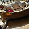 Ahs participe au concours pour gagner de l'argent avec cette photo : animal, brown_and_white, cozy, dog, dog_bed, floor, fur, home, indoor, nap, pet, quiet, red_ball, relaxation, resting, shadow, sleeping, sunlight, toy, window