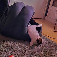 Ahs a rejoint le concours — aidez-le/la à gagner de superbes lots ! animal, back_view, black_chair, cable, carpet, cat, cozy, curious, exploring, floor, furniture, hand_shaped_chair, home, indoor, pet, resting, rug, tail, white_cat, wooden_floor