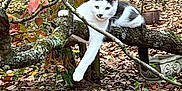 Kitty joined the competition — help win amazing prizes! cat, animal, tree_branch, autumn, leaves, outdoor, nature, relaxed, white, gray, moss, paw, forest_floor, fall, feline, wildlife, trunk, background, daylight, resting