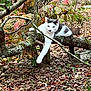 cat, animal, tree_branch, autumn, leaves, outdoor, nature, relaxed, white, gray, moss, paw, forest_floor, fall, feline, wildlife, trunk, background, daylight, resting